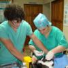 Student vet assisting a licensed veterinarian.