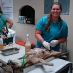Cleaning pre- and post operation is part of The Student Volunteer Veterinarian Program.